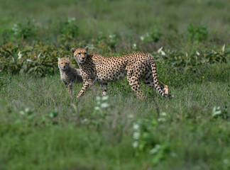 Cheetah slowly moving forward through leafy vegetation