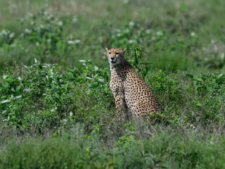 Seated cheetah looking over its shoulder in the savanna