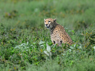 Seated cheetah looking over its shoulder in the savanna
