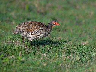  A Red-necked Spurfowl crouches low, focused on the ground