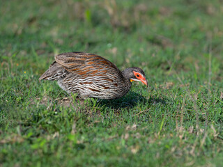  A Red-necked Spurfowl crouches low, focused on the ground
