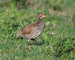 Portrait of a Red-necked Spurfowl standing alert in the grass