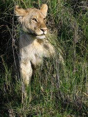 Portrait of a young lion peeking through tall grass, alert and watchful