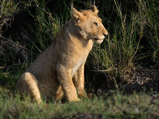 A lion cub sits upright in the grass, looking off to the right
