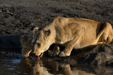 Fototapeta premium A lioness and her cub drink together at a waterhole