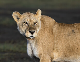 A close-up portrait of a lioness with an intense, focused gaze