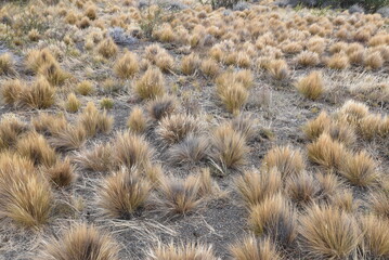Graminées dans la pampa en Patagonie. Argentine	