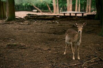 Young deer fawn in its natural habitat. Shades of ochre. Photo 2