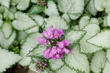 Silvery white with green edges leaves and purple flowers of Lamium maculatum - natural background. Groundcover ornamental plant