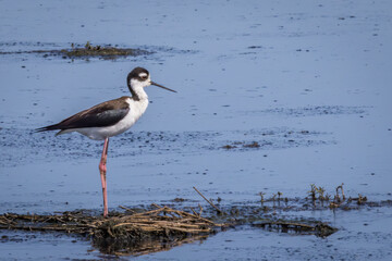 Black-necked Stilt, Himantopus mexicanus, Resting in Shallow Water