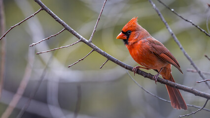 A Red Male Northern Cardinal, Cardinalis cardinalis