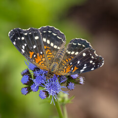 Texan Crescent, Anthanassa texana, Feeding on Mistflower