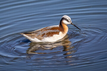 Wilson's Phalarope, Phalaropus tricolor, Foraging in Pond