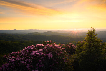A serene sunrise casts warm hues over a mountain range while vibrant flowers bloom in the foreground, creating a picturesque natural view. The peaceful ambiance invites reflection.