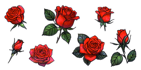 Set of seven watercolor elements of red roses; collection garden flowers; leaves; branches. Botanic; illustration.