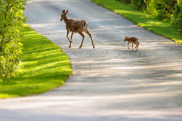Recently newborn fawn following its mother across a driveway near Hartford, Wisconsin in late May