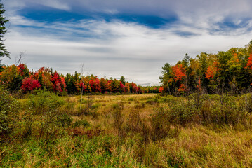 autumn landscape with red and blue sky
