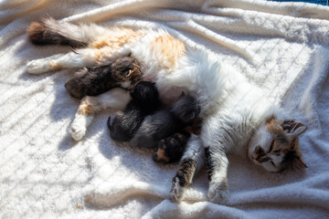Mother cat with baby cats
