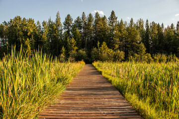 Wooden Walkway Through Wetland