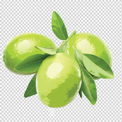 green orange with leaves vector