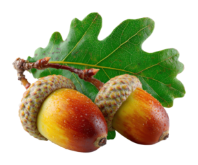 Acorns and oak leaves nature scene botanical forest environment detailed view isolated on transparent background