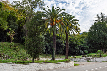 Tall, slender palm trees line the asphalt road. The autumn sky is covered with white clouds.