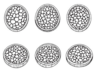 Modern Pebble Tray Line Drawing Collection