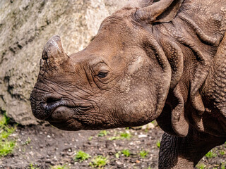 Side view of a Rhinoceros walking in a Natural Environment