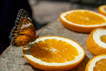 Colorful butterflie feed on orange slices.