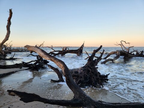 Waves wash over driftwood at Jekyll Island's Driftwood Beach, capturing a serene moment where the sea meets the weathered beauty of the coastal forest.