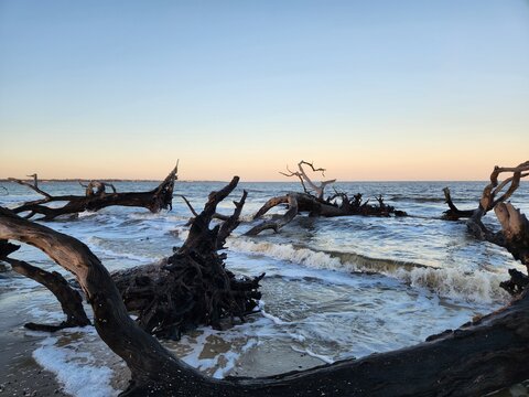 Waves wash over driftwood at Jekyll Island's Driftwood Beach, capturing a serene moment where the sea meets the weathered beauty of the coastal forest.
