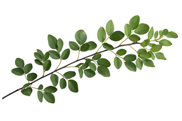 Obraz premium Flat lay view of simple green leaf branch isolated on transparent background