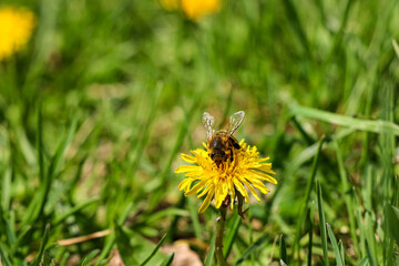 A bee on a yellow flower in the grass.