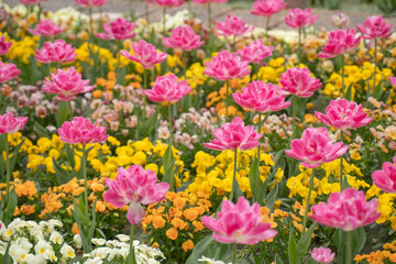 ピンクと黄色の花畑