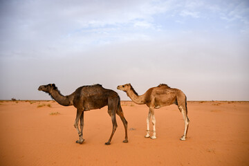 Dromadaires dans le désert du Sahara en Mauritanie