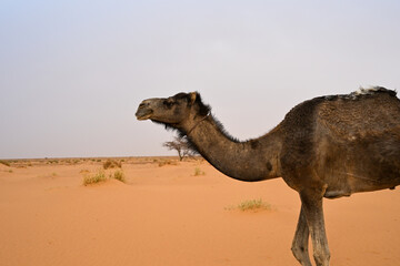 Dromadaires dans le désert du Sahara en Mauritanie
