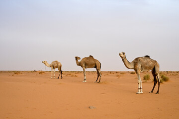 Dromadaires dans le d&eacute;sert du Sahara en Mauritanie