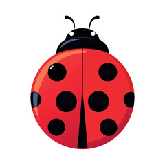 ladybird vector illustration