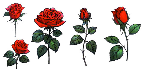 Set of five watercolor elements of red roses; collection garden flowers; leaves; branches. Botanic; illustration. Vintage rose flower png cut out element set.