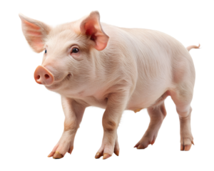 pink pig isolated on white background.PNG Transparent file type with high definition picture quality available.