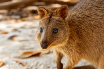 On Rottnest Island, Western Australia, the Setonix brachyurus, or quokka, can be found