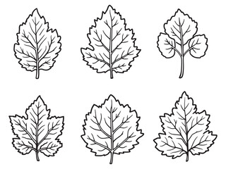 Botanical Sorrel Outline Illustration