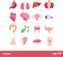 Human body organs illustration