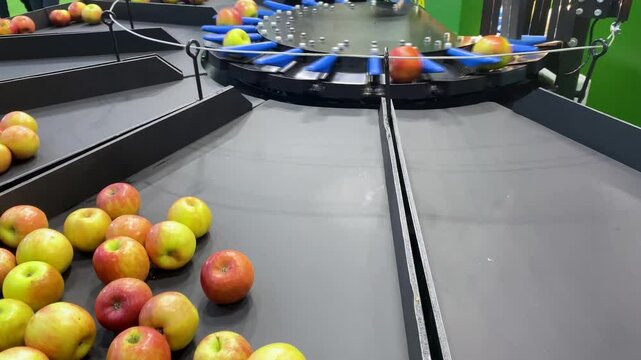 Industrial apple sorter machine separates apples by size