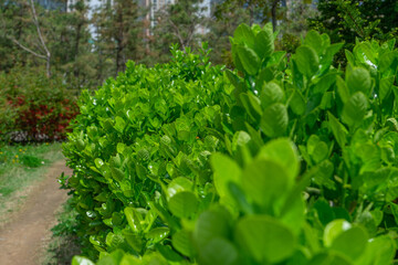 Buxus bush close-up in natural daylight, vivid green foliage, representing fresh growth, Seoul, South Korea, no person
