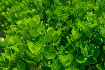 Buxus hedge in vibrant mood representing lush growth against park background, Seoul, South Korea, no person