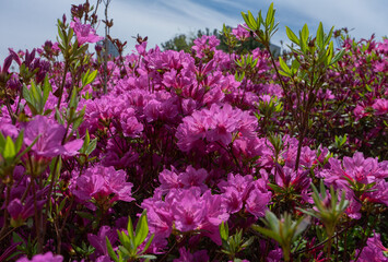 Blooming Pink Azaleas Vibrant and Lively Representing Spring in Seoul, South Korea Garden Nature Scene