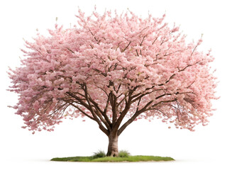 Obraz premium tree with pink flowers isolated on white background.PNG Transparent file type with high definition picture quality available.