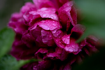 Beautiful red peony flower with rain drops, spring flower garden