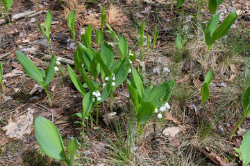 Lily of the Valley Blossoms in a Woodland Setting